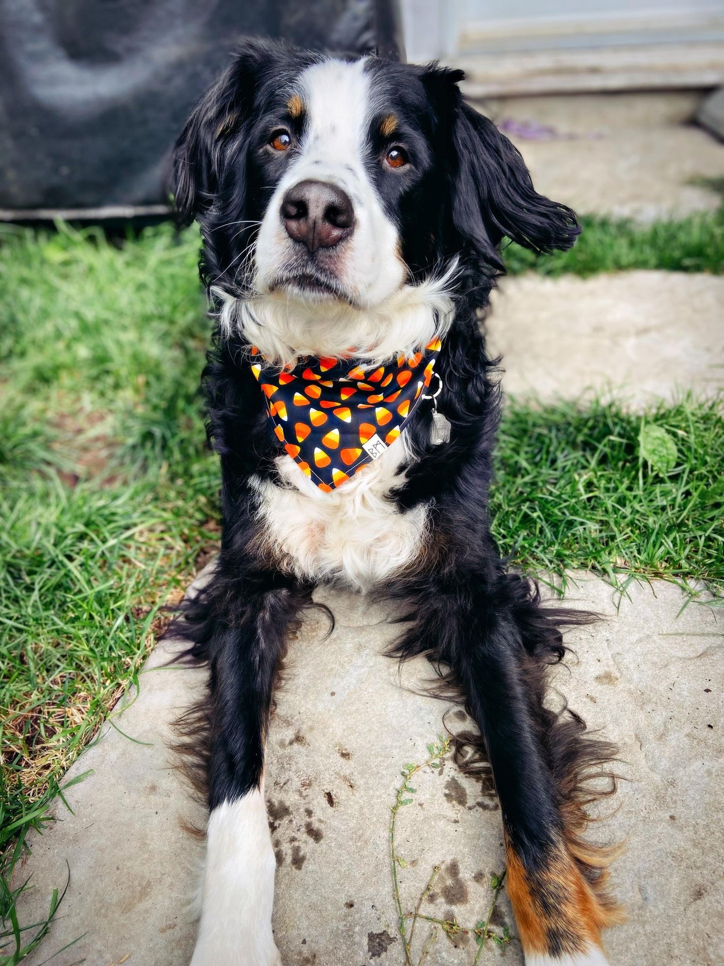 "Candy Corn" Bandana