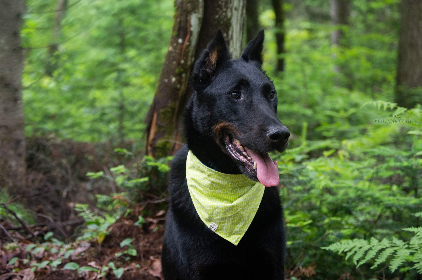 "See You Later, Alligator" Bandana