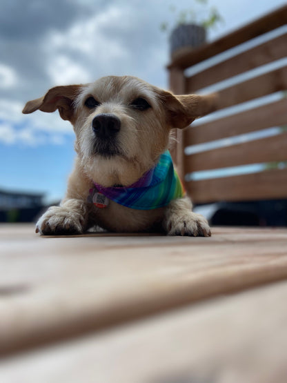 "Love is Love" Bandana