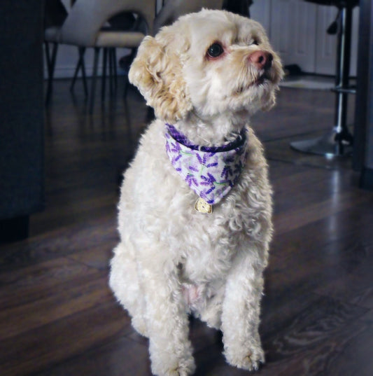 "Lavender" Bandana