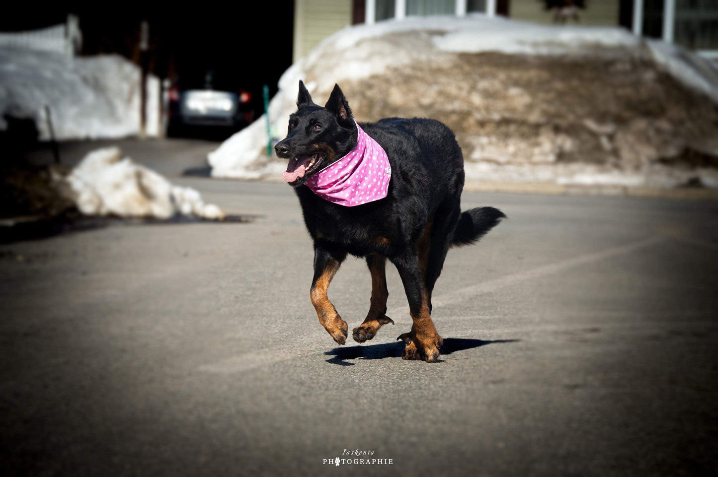 "Birthday" Bandana