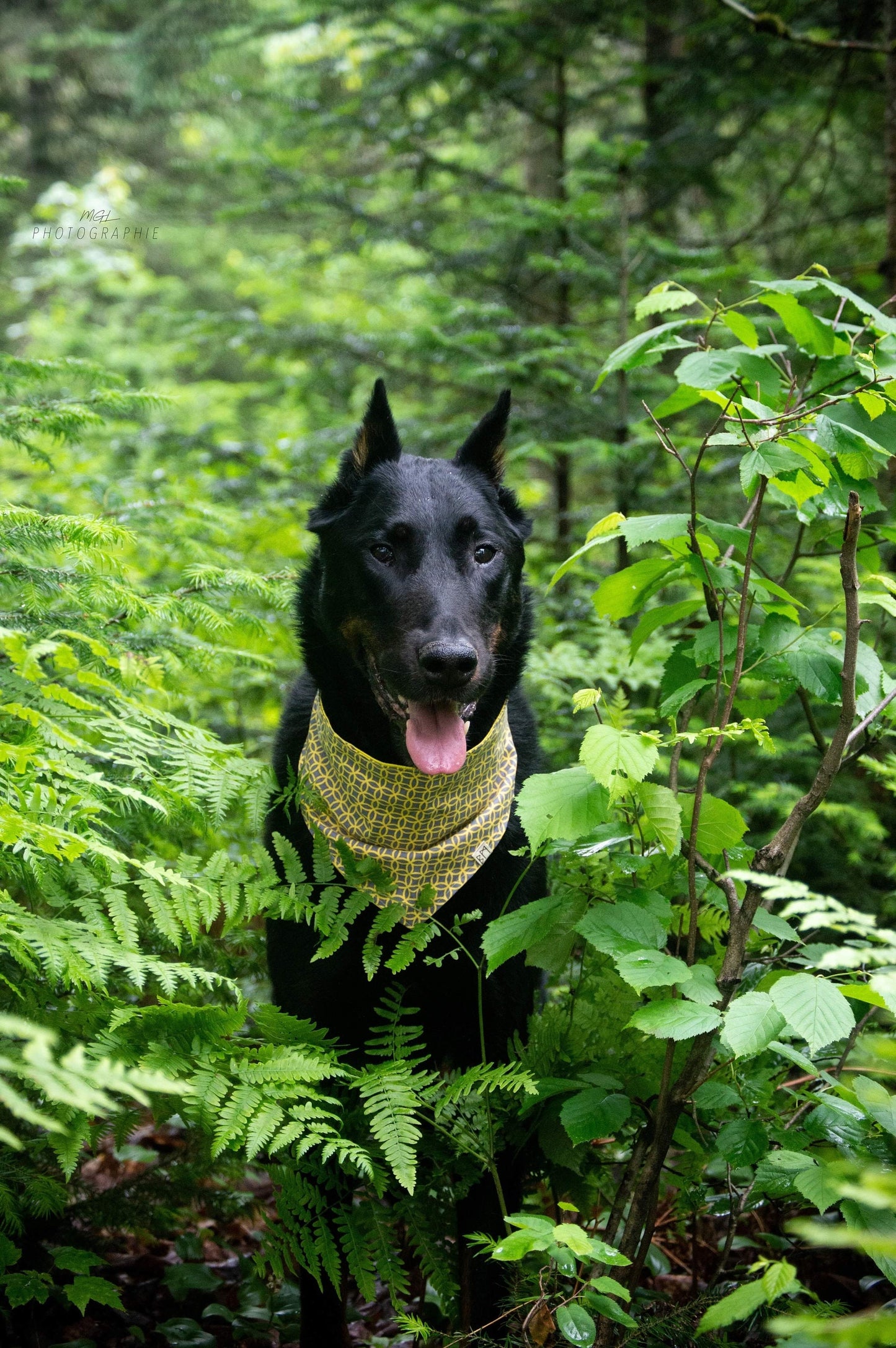 "Golden" Bandana