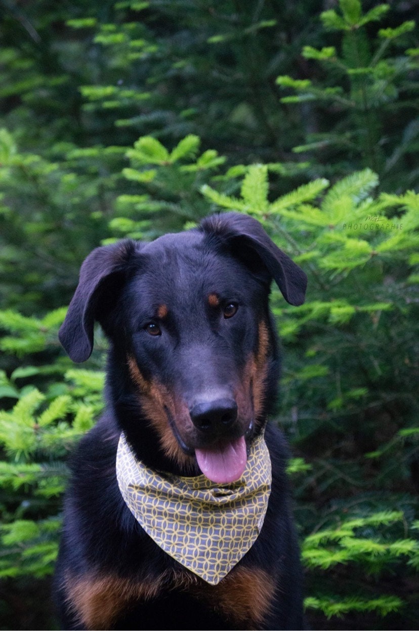 "Golden" Bandana