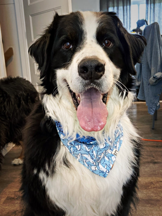 "Sharks" Bandana